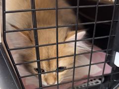 -瑞派康怡24h宠物医院·犬猫医疗中心·微创绝育(瑞景分院)