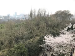 -武汉大学-樱园