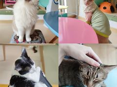 -猫在这儿猫咪咖啡馆·撸猫馆
