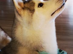 -Husky Go! 哈士奇体验馆·宠物咖啡厅狗咖