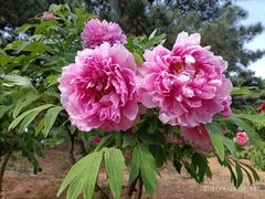 -北京西山国家森林公园