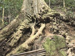 -西双版纳原始森林公园