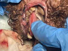 -关爱动物医院·心脏·中兽医·异宠(金牛路分院)