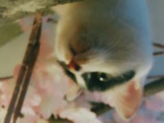 -猫猫幼稚园·撸猫·桌游·电玩