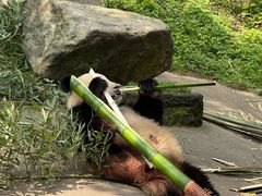 -都江堰中华大熊猫苑