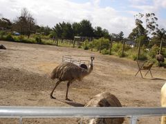 -威勒比开放式动物园