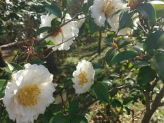 -V-ONE西雅图海鲜自助餐厅(仓山万达广场店)