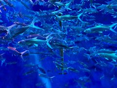 -成都浩海立方海洋公园