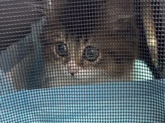 -宠物星动物医院·眼科·异宠·猫科(江南大道总院)