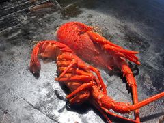 -Kaikoura Seafood BBQ Kiosk