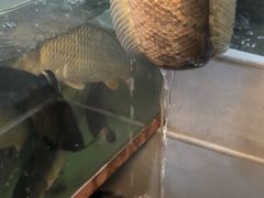 -大理.老字号渝记酸萝卜乌鱼(古城总店)