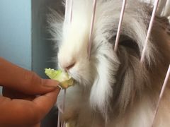 -藦茜花园宠物主题亲子互动体验馆(国顺东路店)