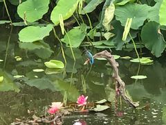 -成都南湖公园