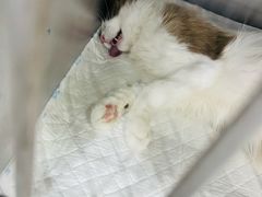 -派特宠物医院(圆融广场店)