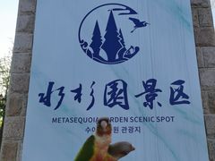 -水杉园