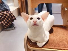-飞行喵MR PILOT|猫舍·猫咖(静安大融城店)