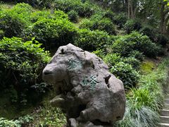 -十八棵（老龙井）御茶园(老龙井店)