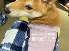 -逗柴咖啡屋·狗咖猫咖宠物桌游