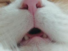 -喵园·猫主题咖啡厅·撸猫·猫咖(国贸店)