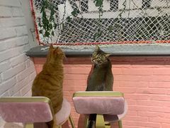 -喵屿·大理花园猫咖