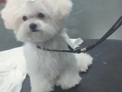 -宠物家(大兴旧宫店)