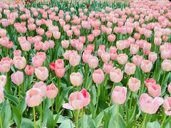 -洛阳郁金香牡丹园