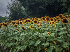 -花开海上生态园