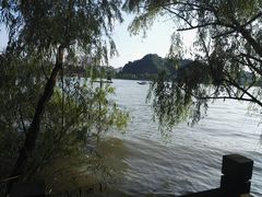 湖边垂柳-焦山风景区
