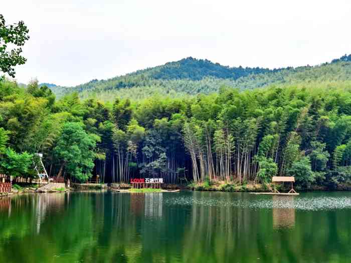 石塘竹海风景图片图片