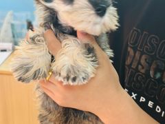 -翊宠yipet猫狗购宠庄园犬舍•猫舍