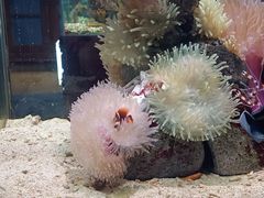 -太平洋海底世界