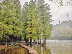 -重庆彩云湖湿地公园