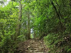 -天目山大树王景区