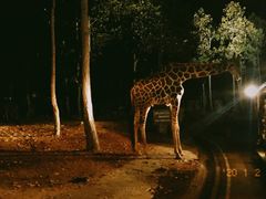 景点-清迈夜间动物园