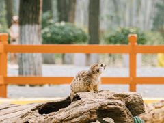 -北京野生动物园