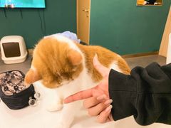 -飞行喵MR PILOT|猫舍·猫咖(静安大融城店)