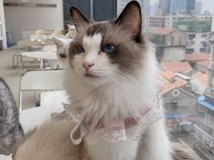 -怪兽屋·羊驼·猫咖·狗咖(俊华广场店)