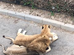 -大连森林动物园