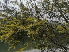 -番禺大夫山森林公园