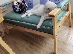 -李小姐の猫咖啡馆(五角场店)