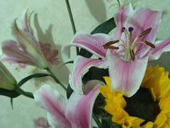 -万卉源鲜花店(百尚生活广场店)