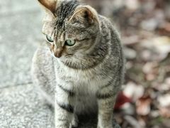 -火炉山森林公园