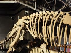 -世界恐龙谷景区