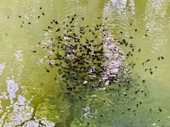 -嘉定紫藤园