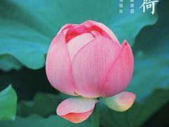 -陈家山荷花公园