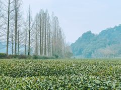 -春娟茶楼·地道农家菜(梅家坞店)