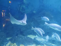 -烟台海昌鲸鲨海洋公园