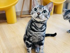 -有喵·猫咖·狗咖·40+猫狗有小奶狗(岗厦店)