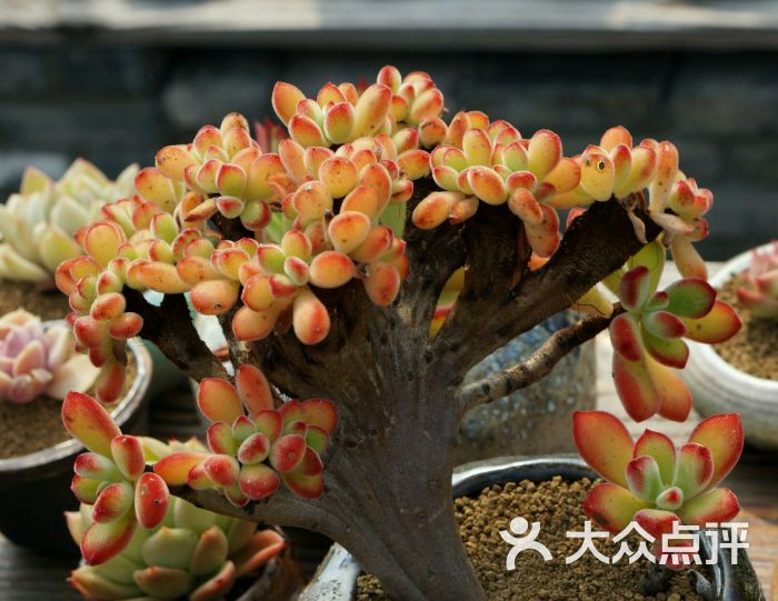 景天韵多肉园艺馆图片 - 第656张