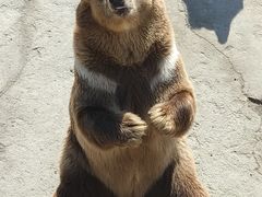 -哈尔滨北方森林动物园